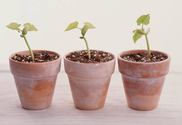 Three small plants growing in terracotta pots placed in a row on a surface.