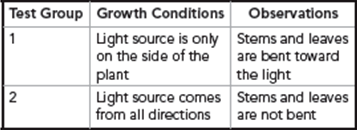 Table showing test groups with growth conditions and observations. Test group 1: Light source from the side, stems and leaves bent toward the light. Test group 2: Light source from all directions, stems and leaves not bent.