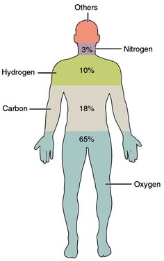Diagram showing the percentage composition of elements in the human body, including oxygen, carbon, hydrogen, nitrogen, and others.