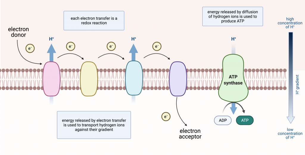 Diagram of a cellular electron transport chain showing electron transfer, hydrogen ion movement, and ATP synthesis.