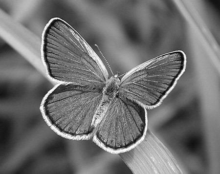 Butterfly on a leaf in black and white.