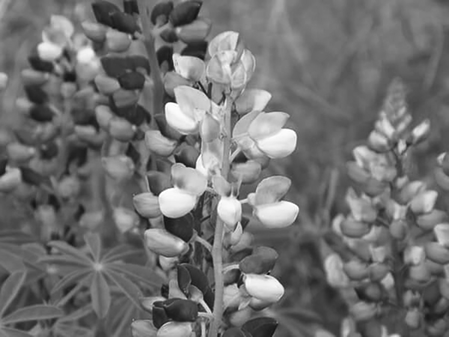 Lupine flowers in a field in black and white.
