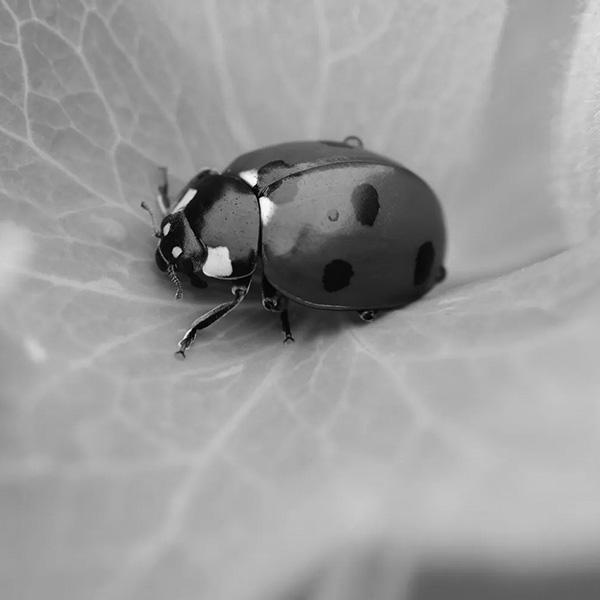 Ladybug on a leaf in black and white.