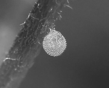 Close-up of a single, tiny, spherical insect egg on a stem.