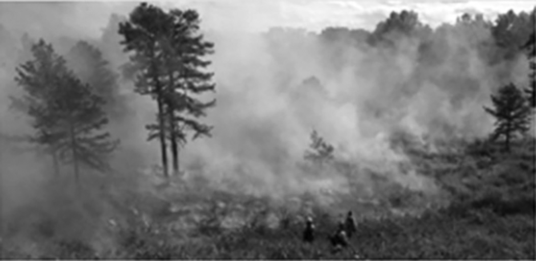 A grayscale image of a forest with trees and smoke rising in the air, indicating a possible forest fire.