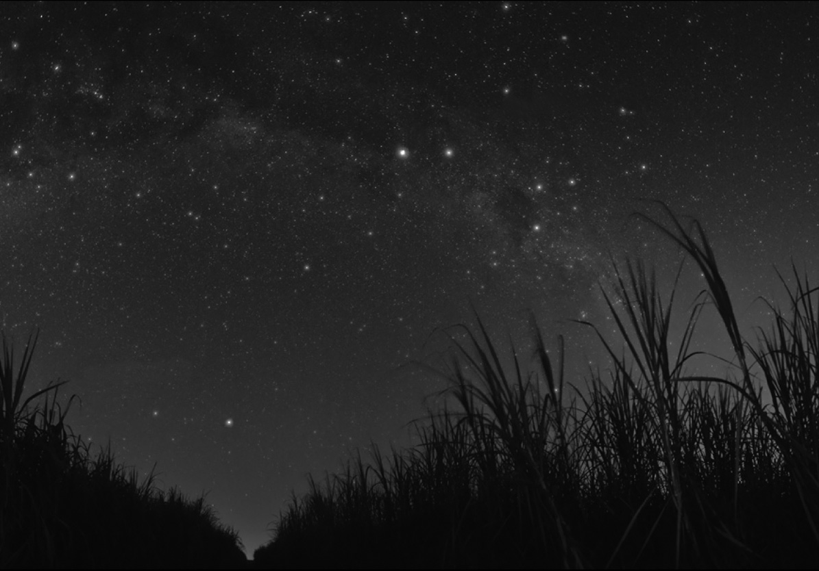 Black and white image of a starry sky with the Milky Way visible above tall grass silhouettes