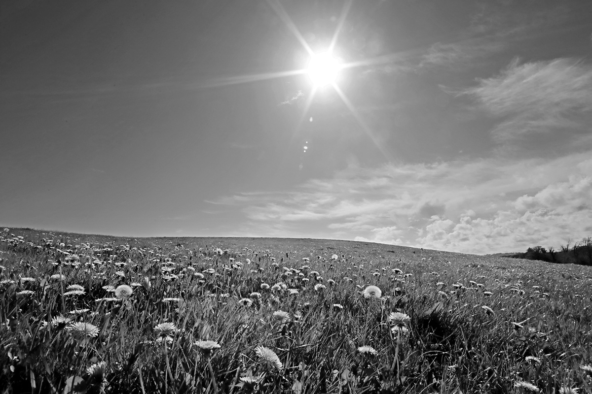 A black and white photograph of a sunny field filled with dandelions and grass under a bright sun and partly cloudy sky.