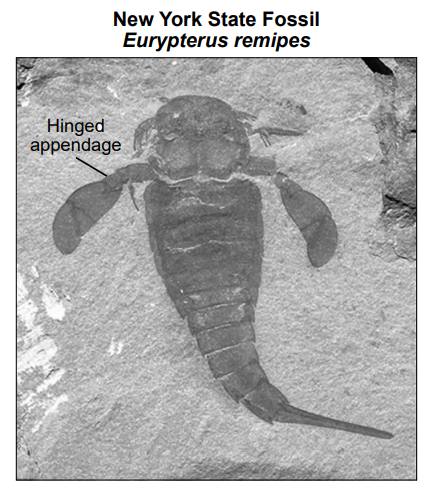 null Black and white image of the New York State fossil, Eurypterus remipes, with a highlighted hinged appendage.
