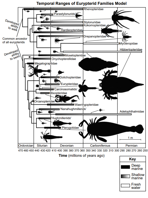 null A chart titled 'Temporal Ranges of Eurypterid Families Model' showing the evolutionary timeline and habitat of various eurypterid families from the Ordovician to the Permian period. The chart includes silhouettes of different eurypterids, indicating size and morphological differences, with a key distinguishing deep marine, shallow marine, and fresh water environments.