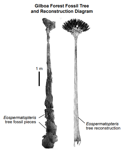 null Gilboa Forest Fossil Tree and Reconstruction Diagram showing Eospermatopteris tree fossil pieces and reconstruction.