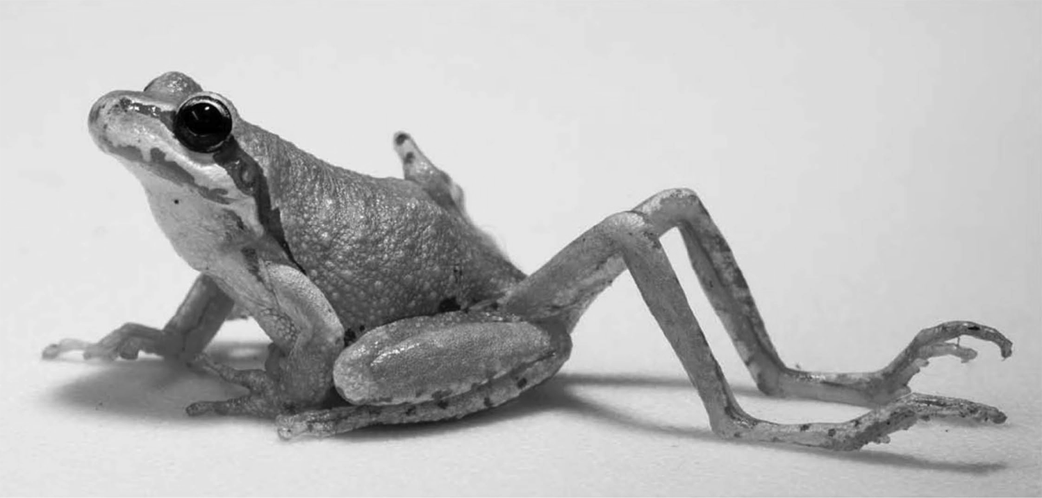 Pacific chorus frog with extra legs