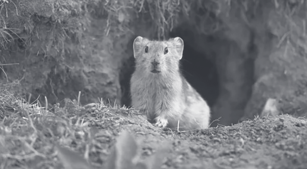 Photograph of a pika at the entrance to its underground tunnel.