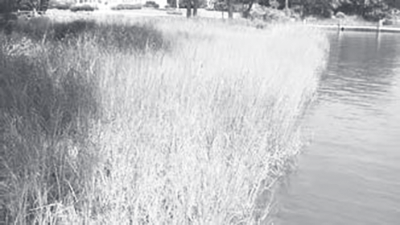 Bulkhead shoreline photograph