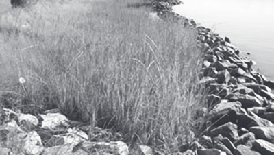 Revetment shoreline photograph