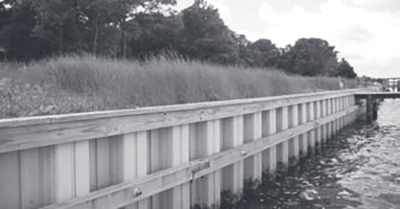 Vegetation only shoreline photograph