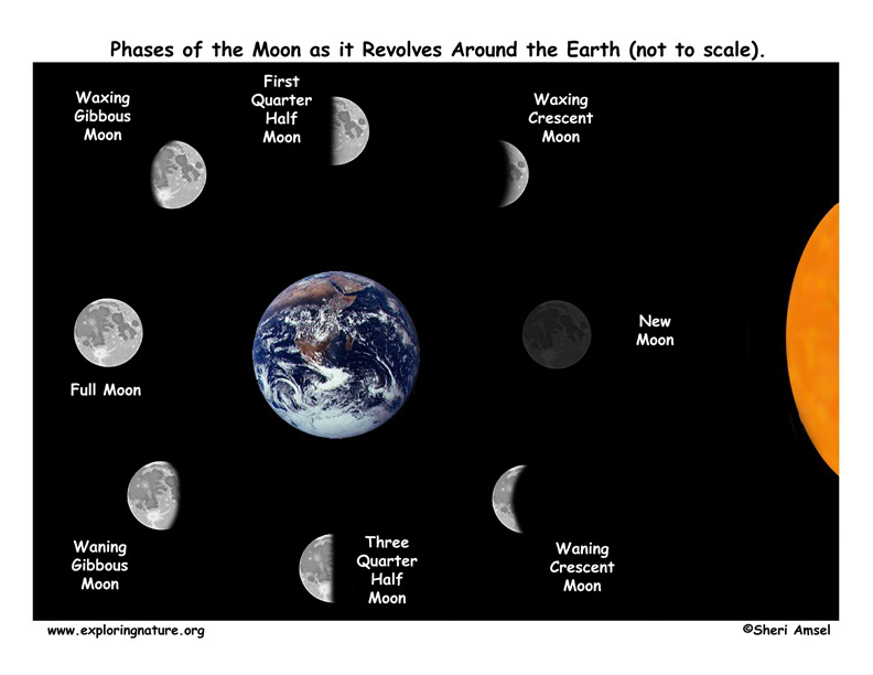 null Diagram of the phases of the Moon as it revolves around the Earth, including waxing gibbous, first quarter half moon, waxing crescent, full moon, waning gibbous, three quarter half moon, waning crescent, and new moon.