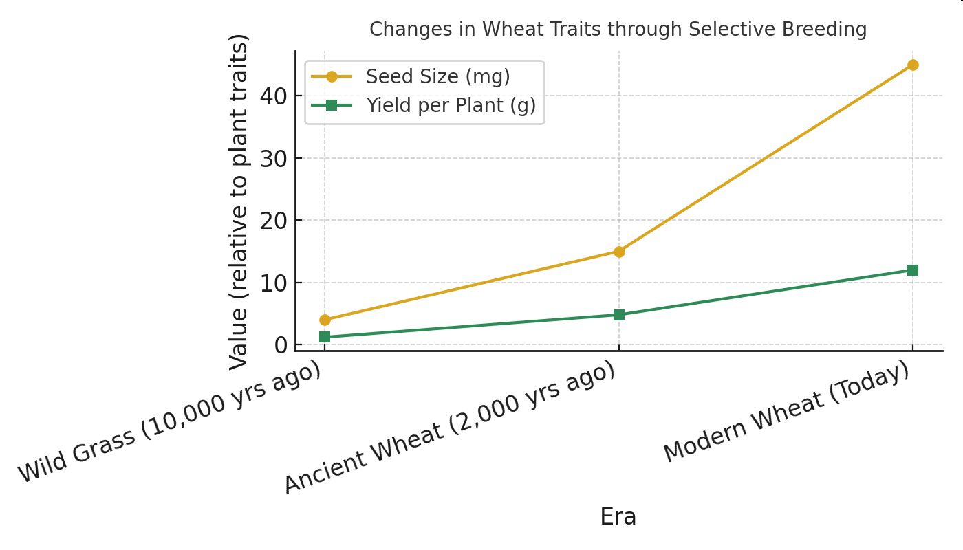 Graph titled 'Changes in Wheat Traits through Selective Breeding' showing seed size and yield per plant over three eras: wild grass 10,000 years ago, ancient wheat 2,000 years ago, and modern wheat today.