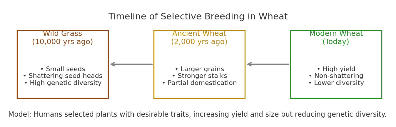 Timeline of selective breeding in wheat from wild grass to ancient wheat to modern wheat, with notes on traits and genetic diversity.