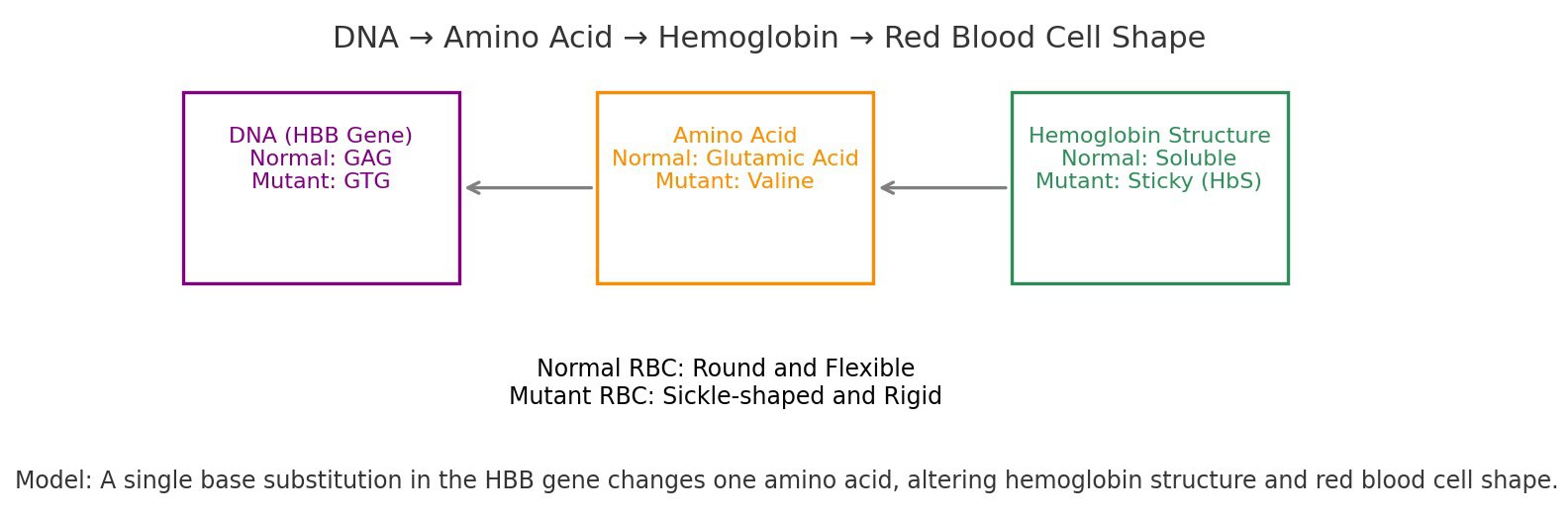Diagram showing how a base substitution in the HBB gene leads to an amino acid change, a hemoglobin structure change, and an altered red blood cell shape.