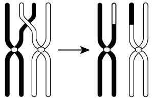 Diagram showing crossing over between a pair of chromosomes and the resulting chromosomes.