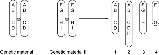 Diagram showing genetic material I and II before and after recombination, producing four chromosomes labeled 1–4.