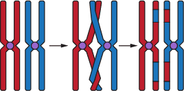 Diagram showing homologous chromosomes undergoing crossing over