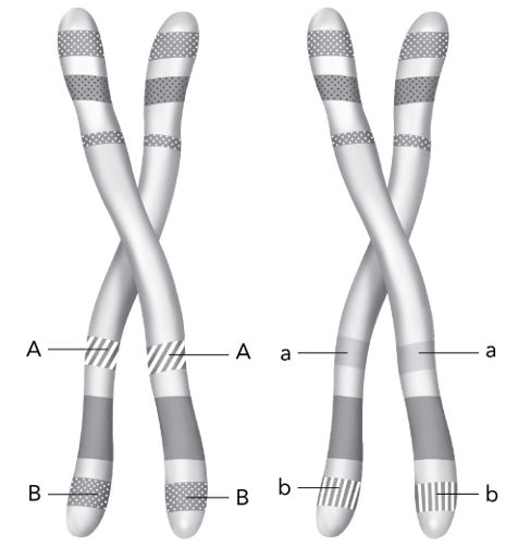 Homologous chromosomes labeled with alleles A, B, a, and b