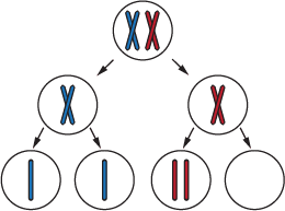 Diagram showing chromosomes during meiosis with resulting daughter cells
