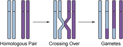 Diagram of homologous chromosome pair undergoing crossing over to form gametes