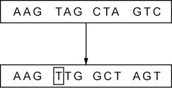 Diagram showing original DNA sequence AAG TAG CTA GTC changing to AAG TTG GCT AGT with one base altered.