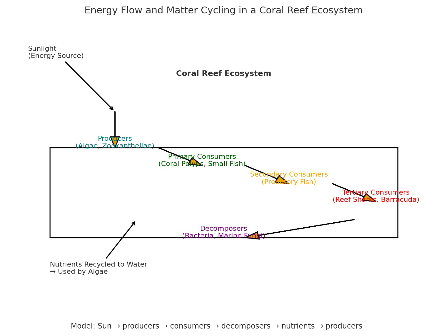 Diagram showing energy flow and matter cycling in a coral reef ecosystem with sunlight, producers, primary, secondary, and tertiary consumers, decomposers, and nutrient recycling.