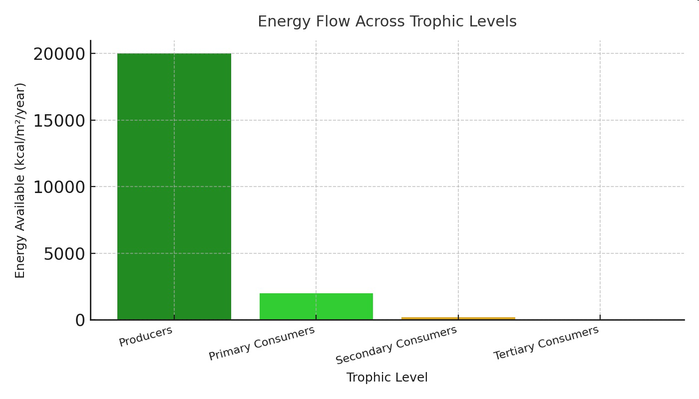 Bar graph titled 'Energy Flow Across Trophic Levels' showing energy available at each trophic level.