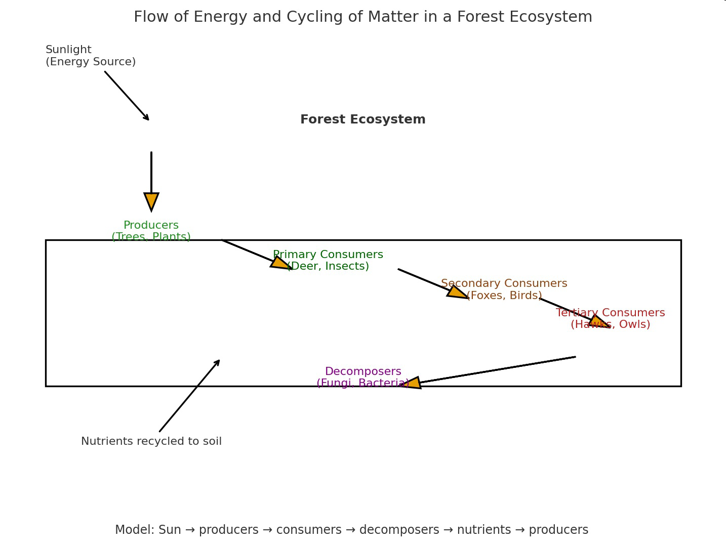 Diagram showing the flow of energy and cycling of matter in a forest ecosystem, including sunlight, producers, consumers, decomposers, and nutrients recycled to soil.