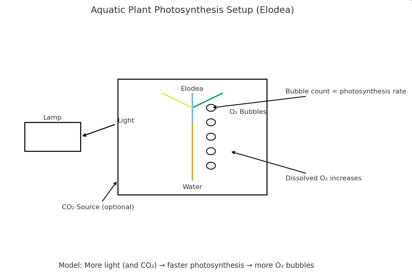 Diagram of an aquatic plant (Elodea) photosynthesis setup showing a lamp providing light to a container of water with Elodea and oxygen bubbles, indicating that bubble count represents photosynthesis rate. CO2 source is optional and dissolved O2 increases.
