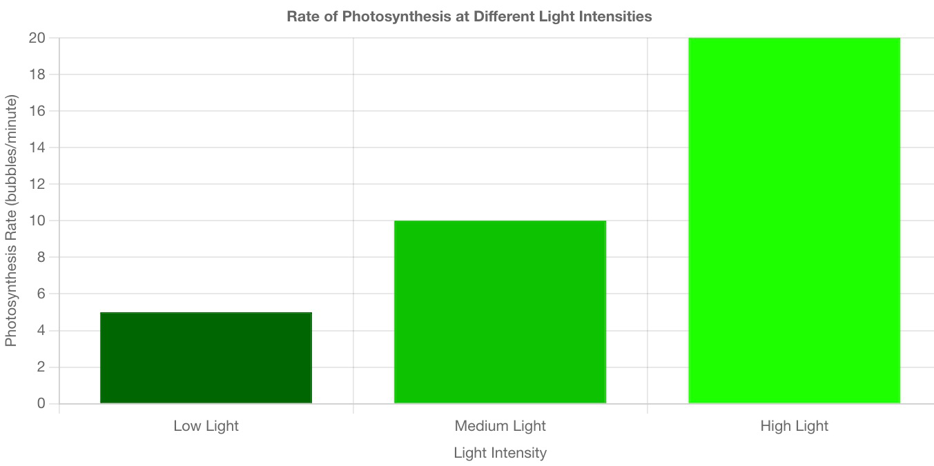 Bar graph titled 'Rate of Photosynthesis at Different Light Intensities' showing photosynthesis rate in bubbles per minute for low, medium, and high light.