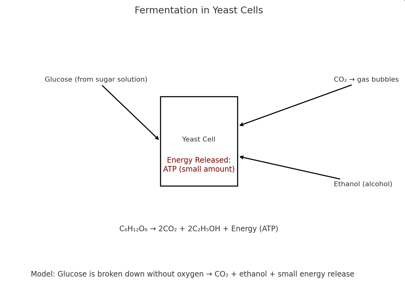 null Diagram of fermentation in yeast cells showing glucose entering a yeast cell and producing carbon dioxide, ethanol, and a small amount of ATP.
