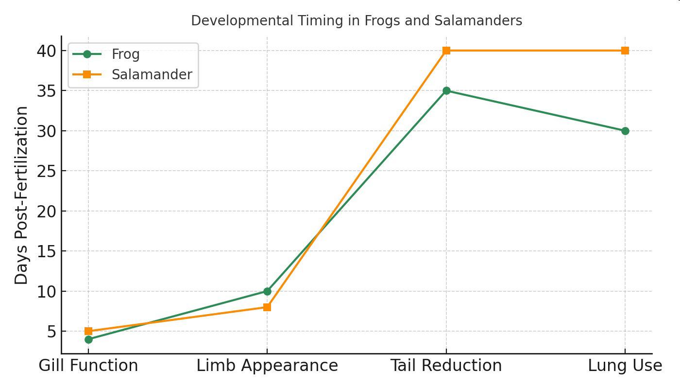 Graph titled 'Developmental Timing in Frogs and Salamanders' showing days post-fertilization for frog and salamander at stages Gill Function, Limb Appearance, Tail Reduction, and Lung Use.