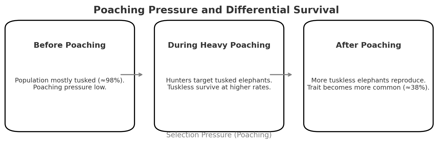 Diagram titled Poaching Pressure and Differential Survival showing before poaching, during heavy poaching, and after poaching, with notes about tusked and tuskless elephant survival.