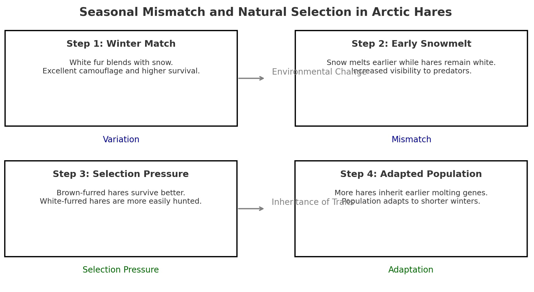 Seasonal Mismatch and Natural Selection in Arctic Hares diagram showing four steps: Winter Match, Early Snowmelt, Selection Pressure, and Adapted Population.