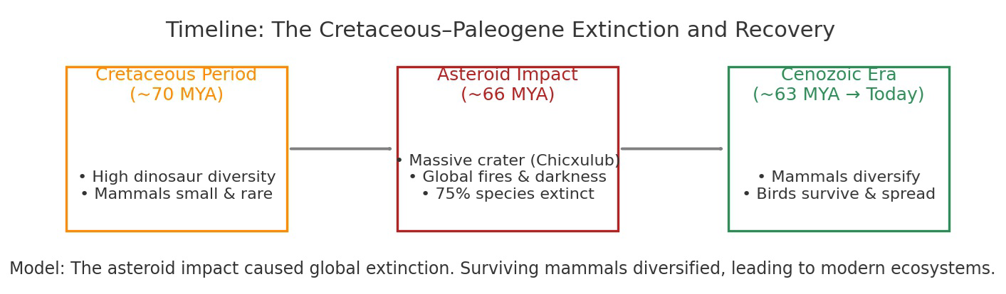 null Timeline of the Cretaceous–Paleogene extinction and recovery, showing Cretaceous Period (~70 MYA) with high dinosaur diversity and small rare mammals, Asteroid Impact (~66 MYA) with massive crater, global fires and darkness, and 75% species extinction, and Cenozoic Era (~63 MYA to today) with mammals diversifying and birds surviving and spreading.