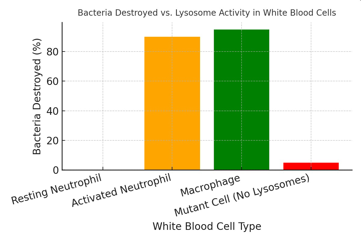 Bacteria Destroyed vs. Lysosome Activity in White Blood Cells