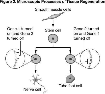 Figure 2. Microscopic processes of tissue regeneration, showing stem cells differentiating into nerve cells and tube foot cells depending on which genes are turned on or off.