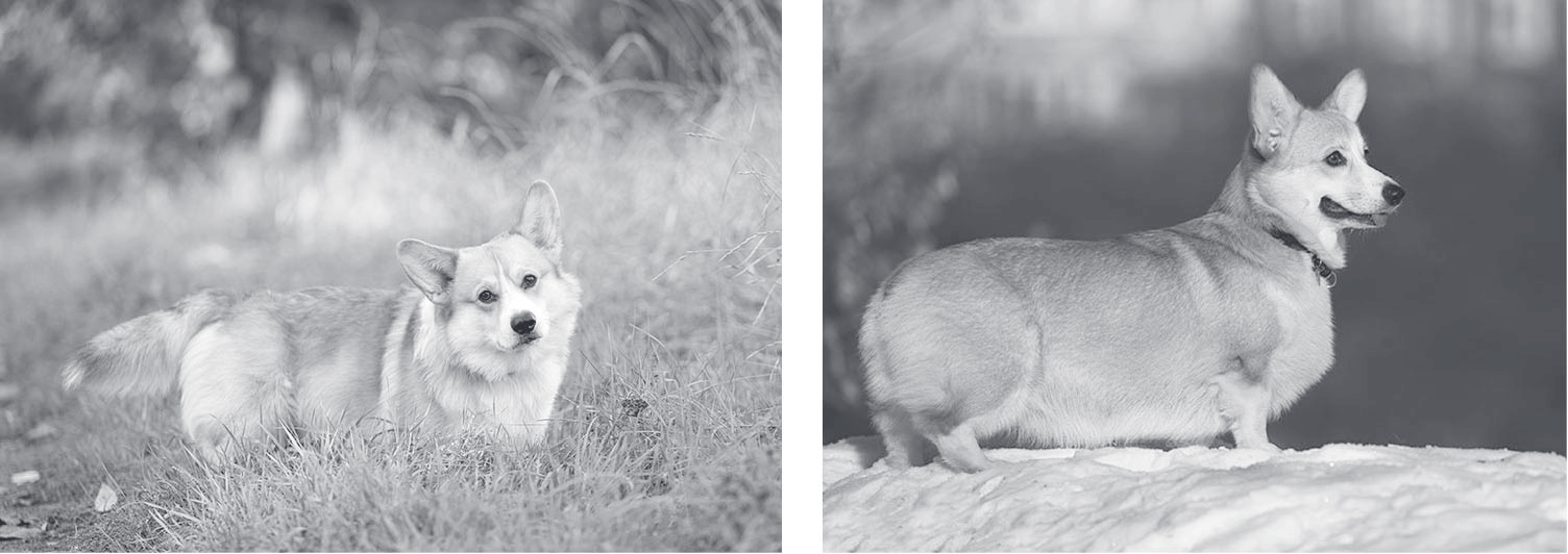 Long-tailed corgi and bobtailed corgi