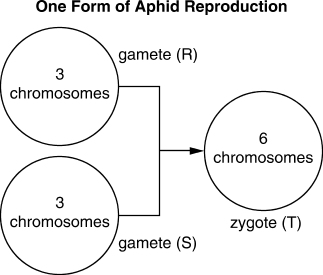 Diagram titled One Form of Aphid Reproduction showing gamete R with 3 chromosomes and gamete S with 3 chromosomes forming zygote T with 6 chromosomes.