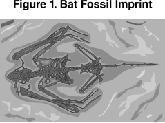 Figure 1. Bat Fossil Imprint