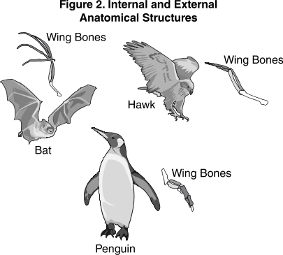 Figure 2. Internal and External Anatomical Structures of bat, hawk, and penguin showing their wing bones.