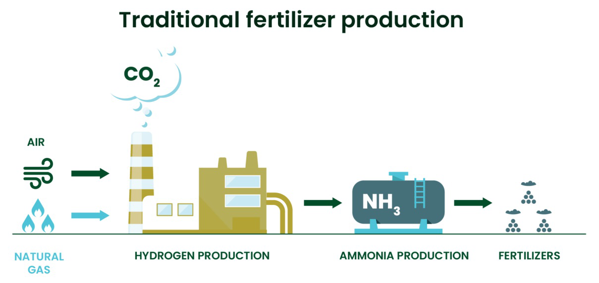 Traditional fertilizer production from natural gas through hydrogen and ammonia production to fertilizers