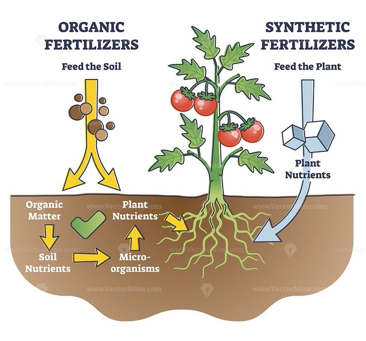 Comparison of organic fertilizers that feed the soil and synthetic fertilizers that feed the plant