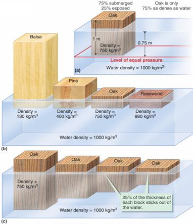 Diagram showing different wood blocks of varying densities floating at different levels in water.
