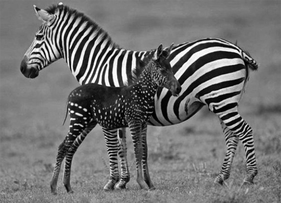 Adult zebra with striped pattern and young zebra with spotted pattern